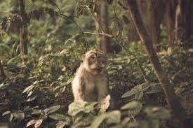 Featured image for blog post titled Top 8 Experiences What to Do in Ubud Bali